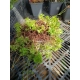 SKALNICA Marto Hot Rose - sadzonki 5 / 10 cm